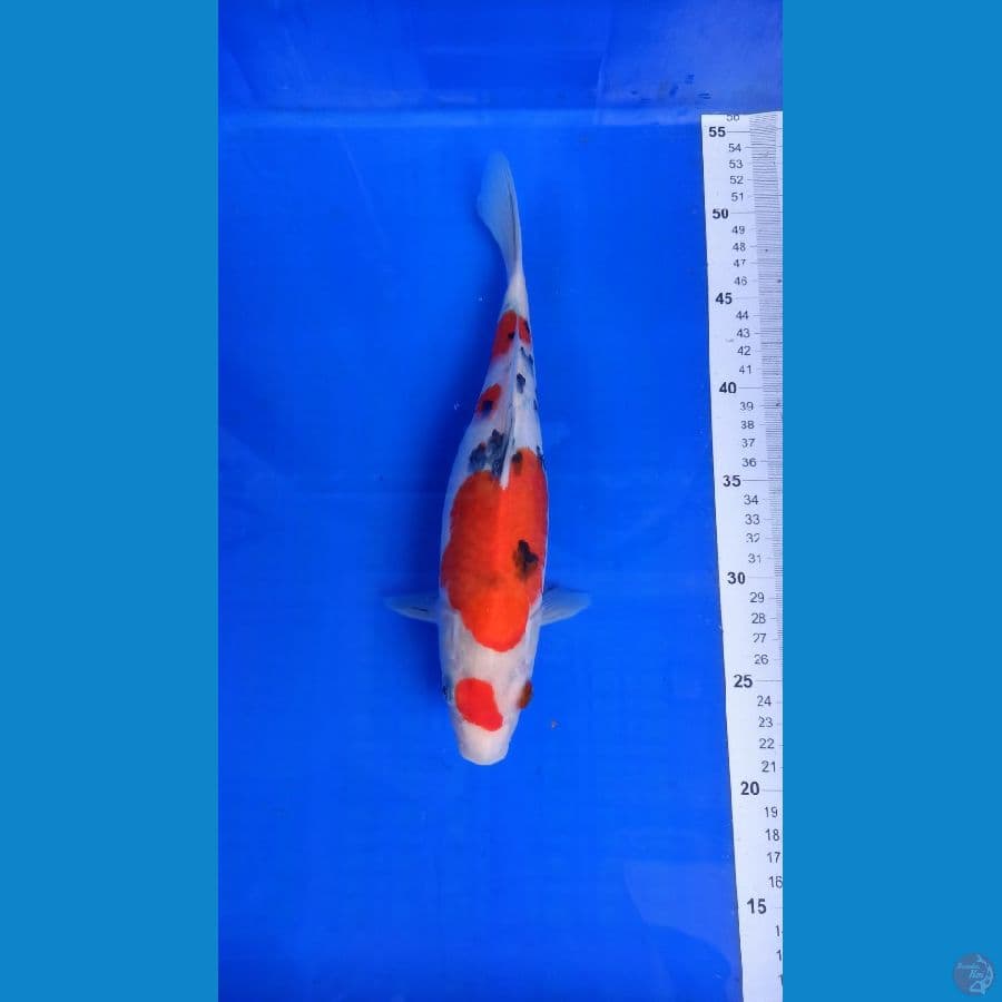 JK004 - Grade A SANKE size 30cm
