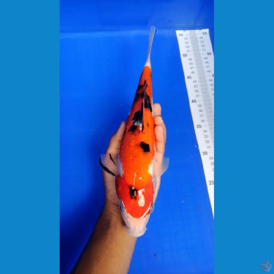 JK007 - SANKE 31cm Merah STRONG