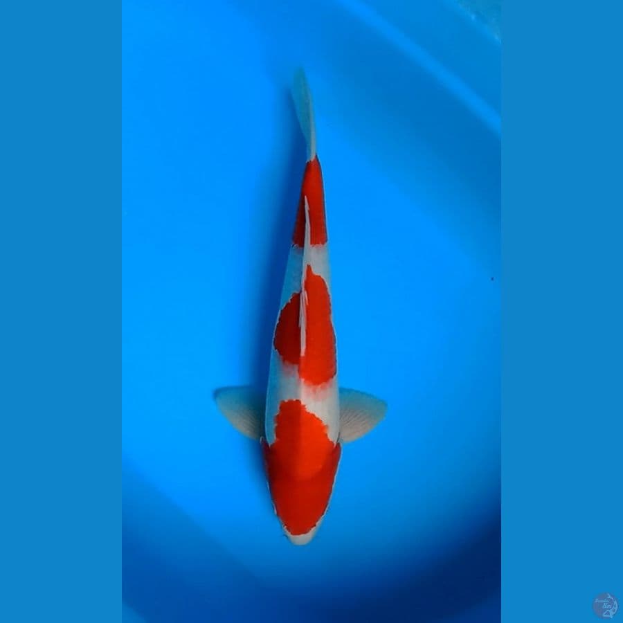 sandan kohaku