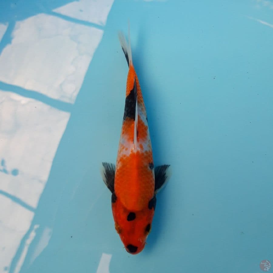 Showa 16cm