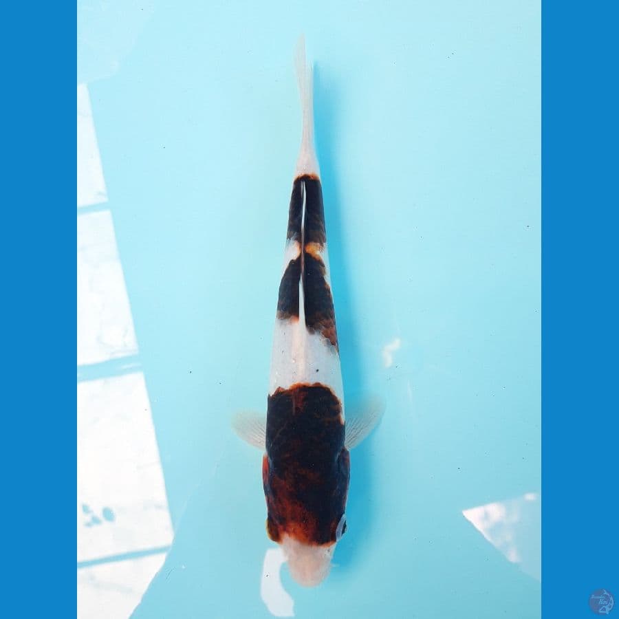 Budo Goromo Ori 21cm