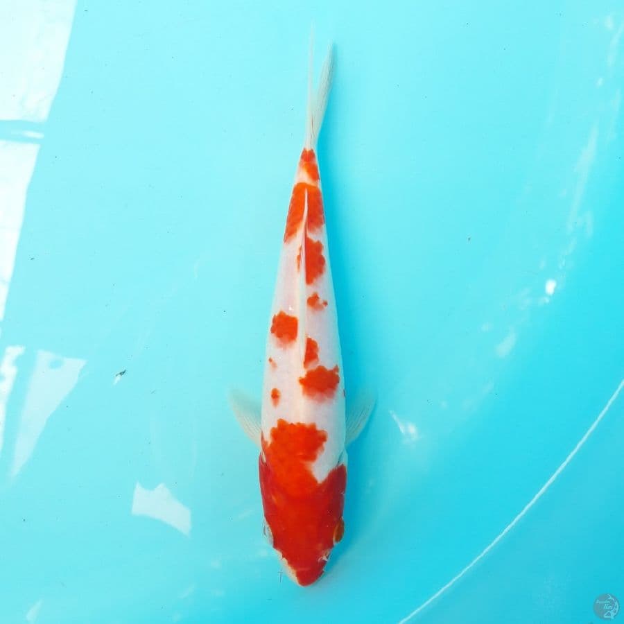 Kohaku 20cm