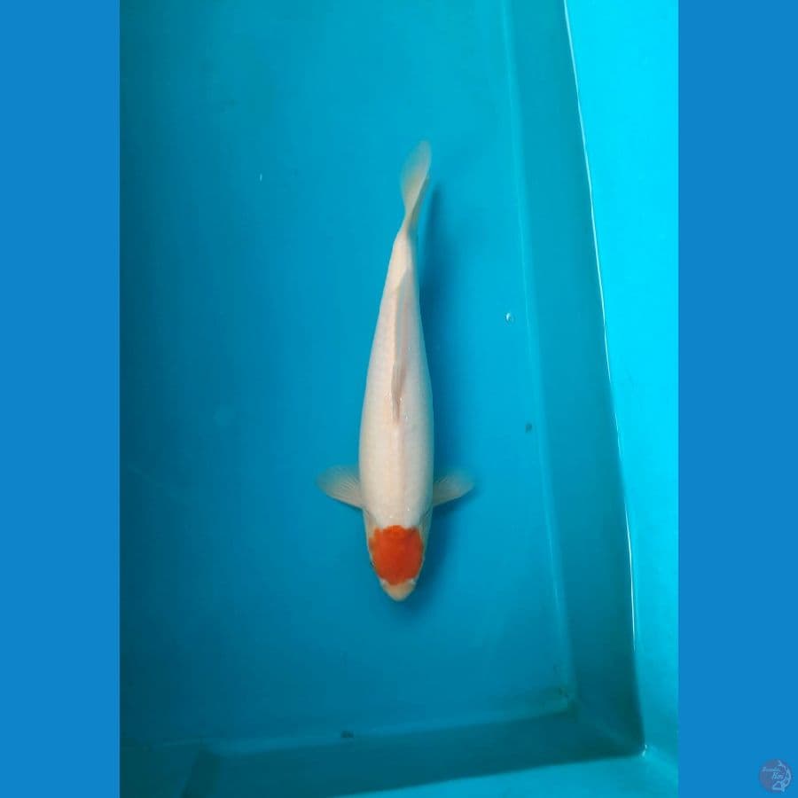Tancho kohaku 35cm / F