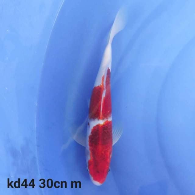 goromo