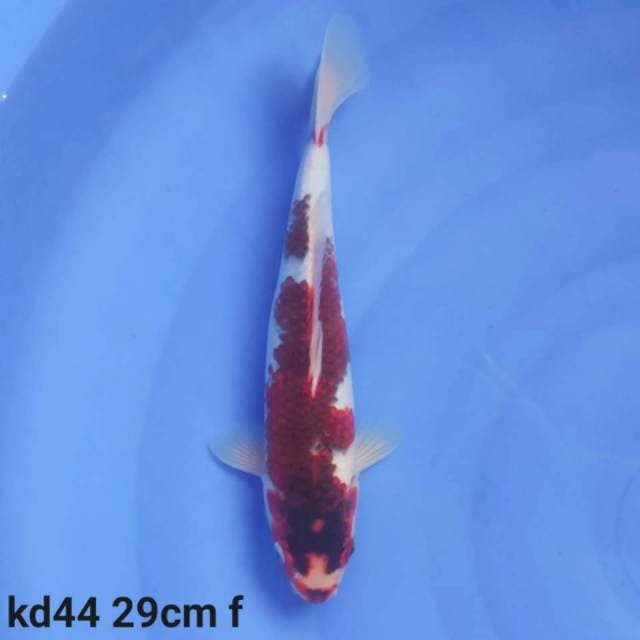goromo