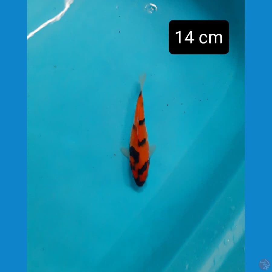 bahan 14 cm