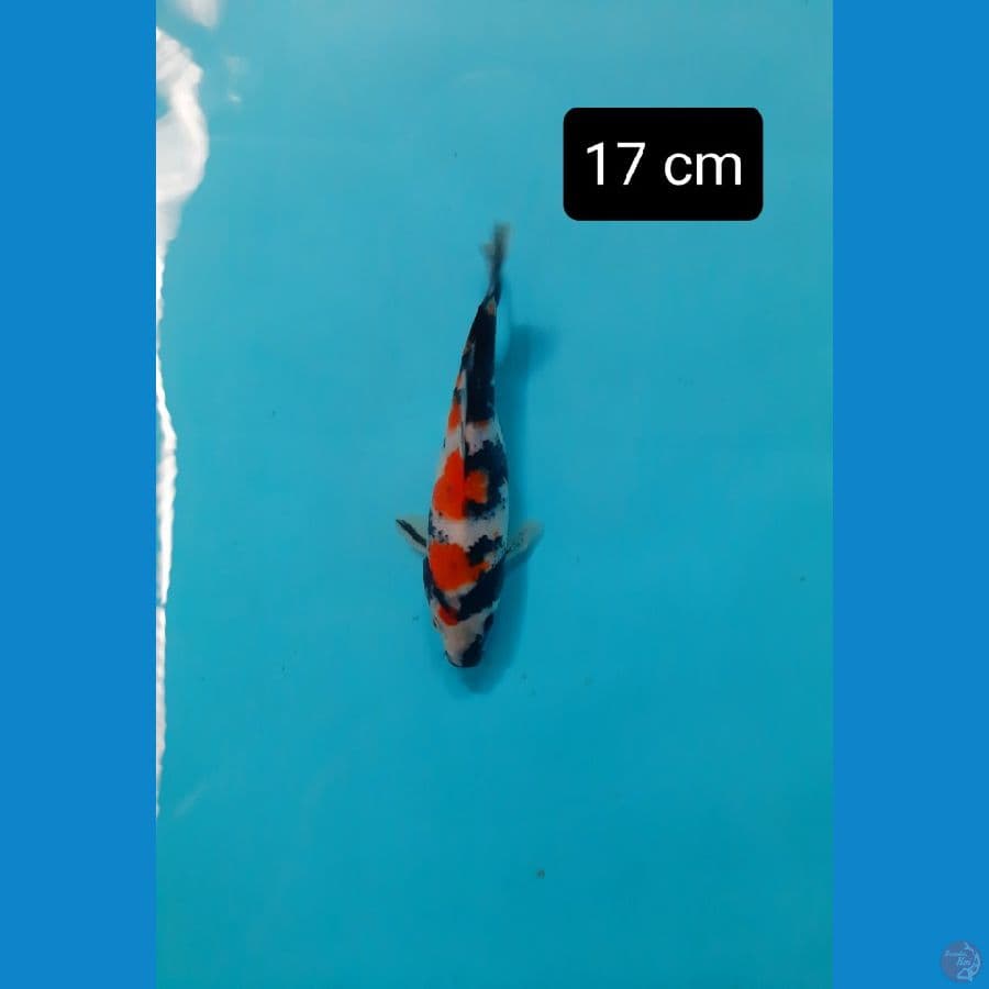 boshu 17 cm
