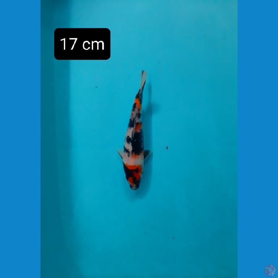 maruten 17 cm