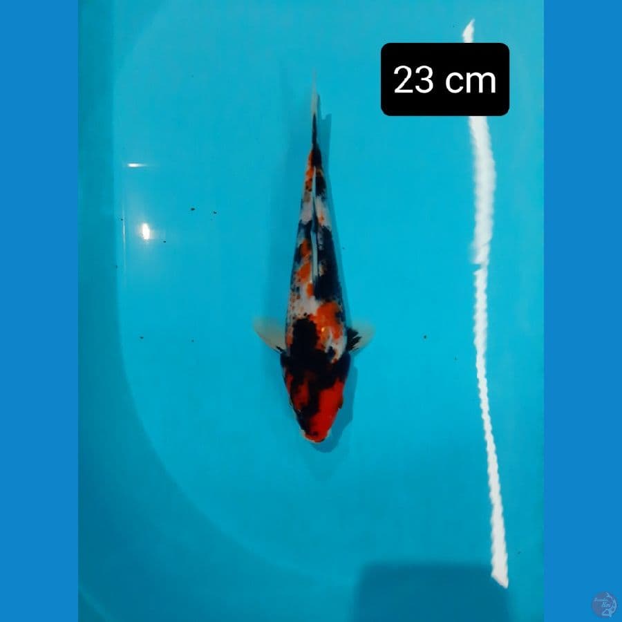 showa 23 cm