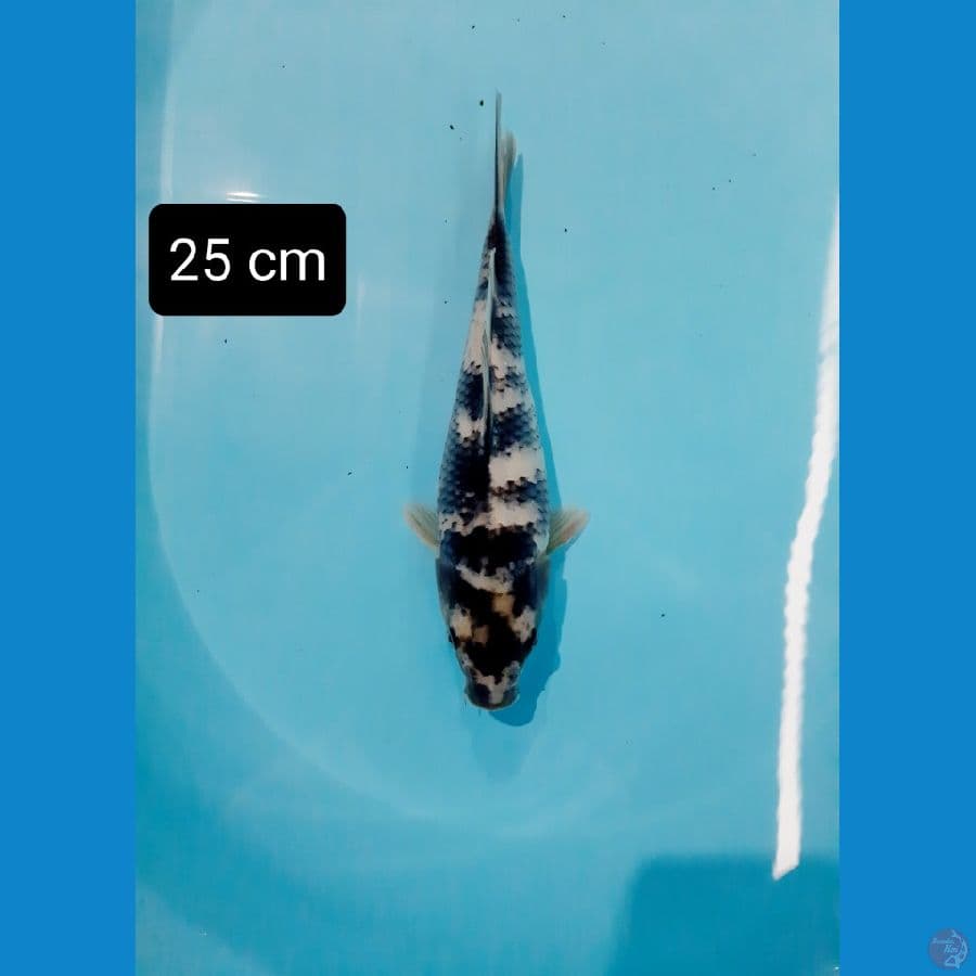 shiro shot body 24 cm