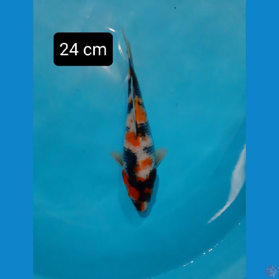 showa 24 cm