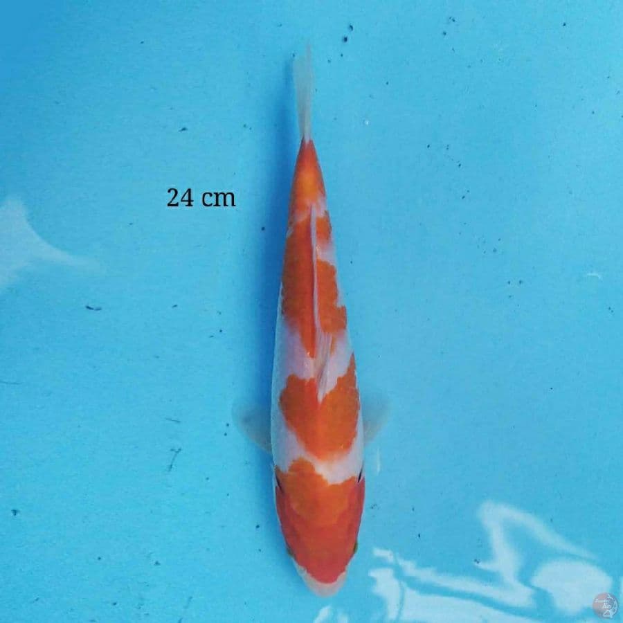 kohaku 24 cm