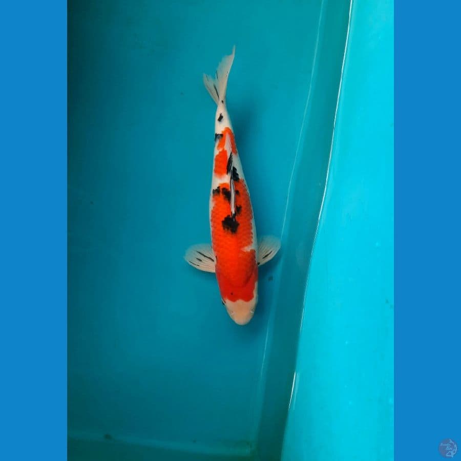 F1_ taisho sanke 35cm / M
