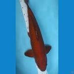 Chagoi Tembaga 