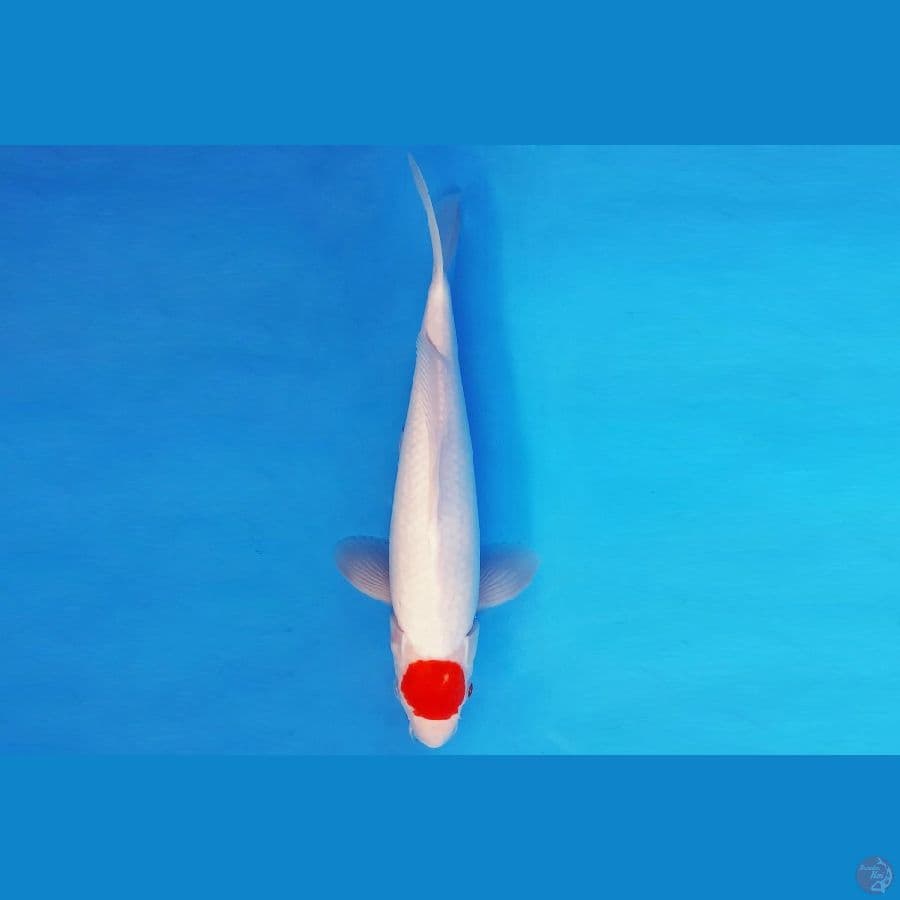 MAGOI 4 - TANCHO 33 cm/male ®