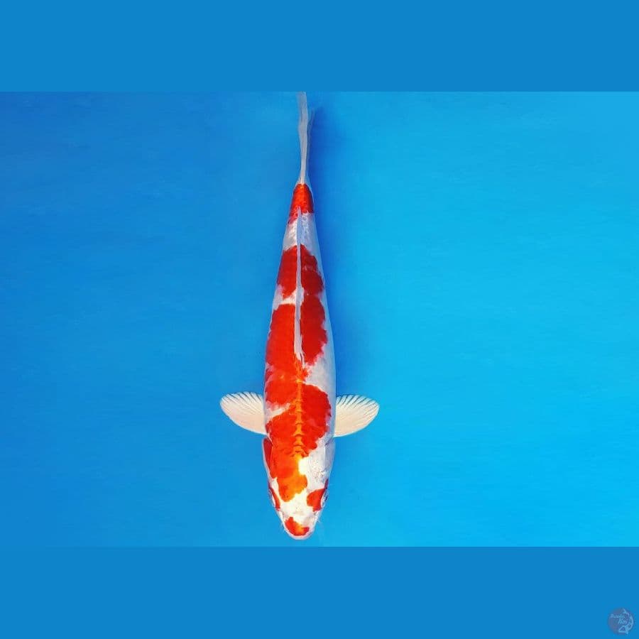 MAGOI 5 - KOHAKU HIKARI 36 cm/male ®