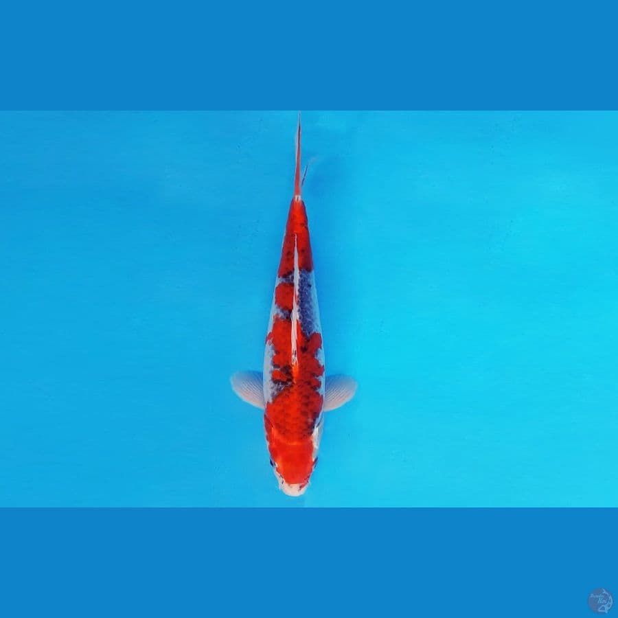 MAGOI 6 - GOSHIKI 31 cm/male ®