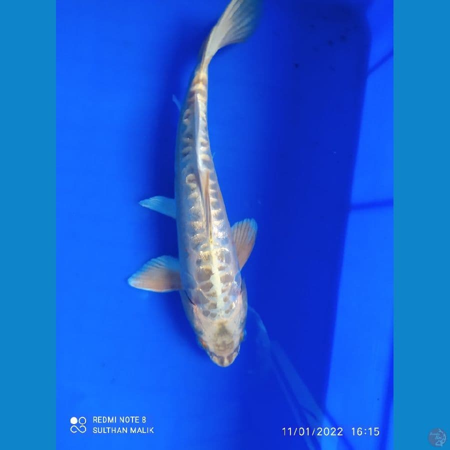 mukasi aragoke gold 27 cm