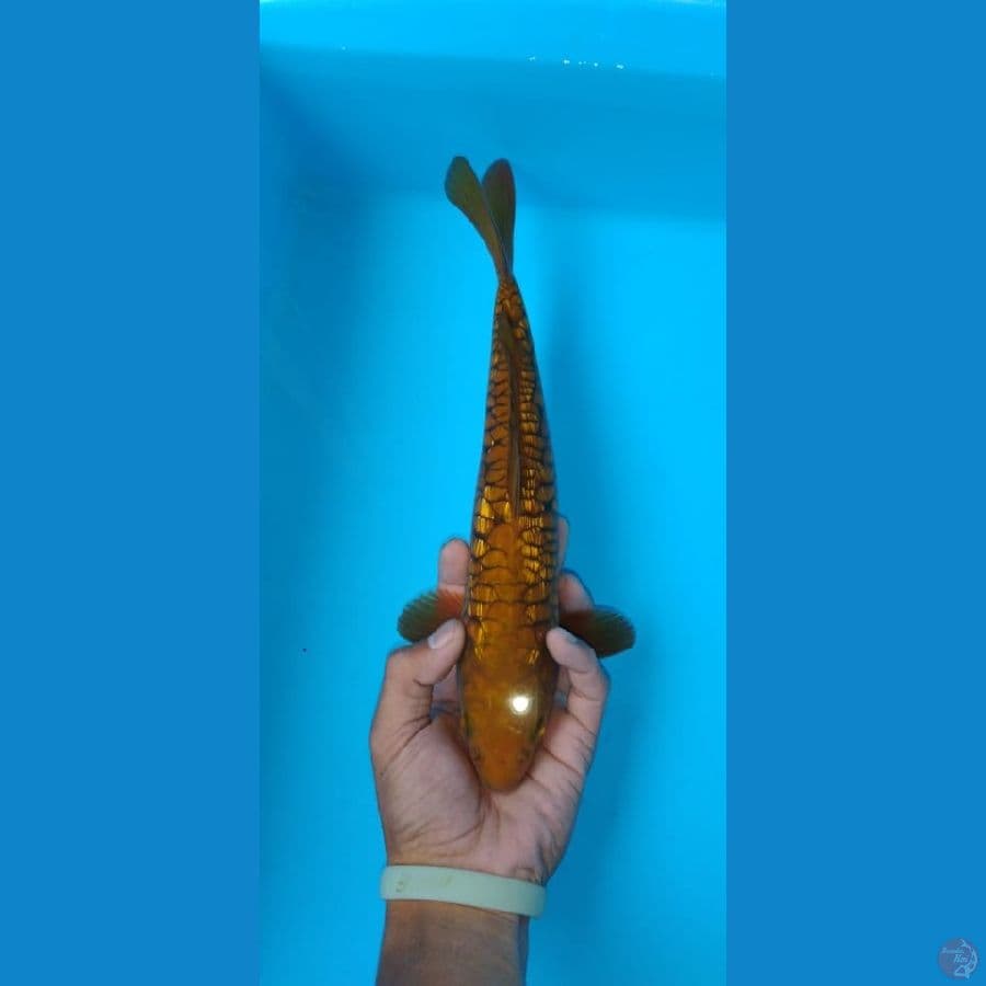 cagoi sisik naga