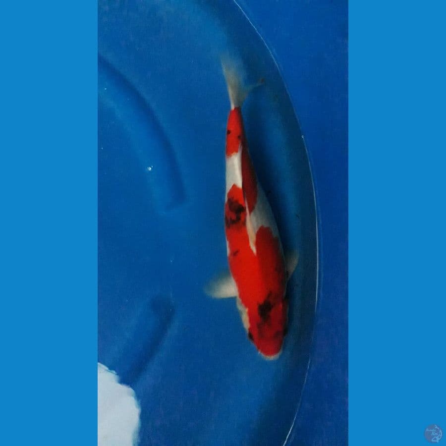 kage showa 37cm 