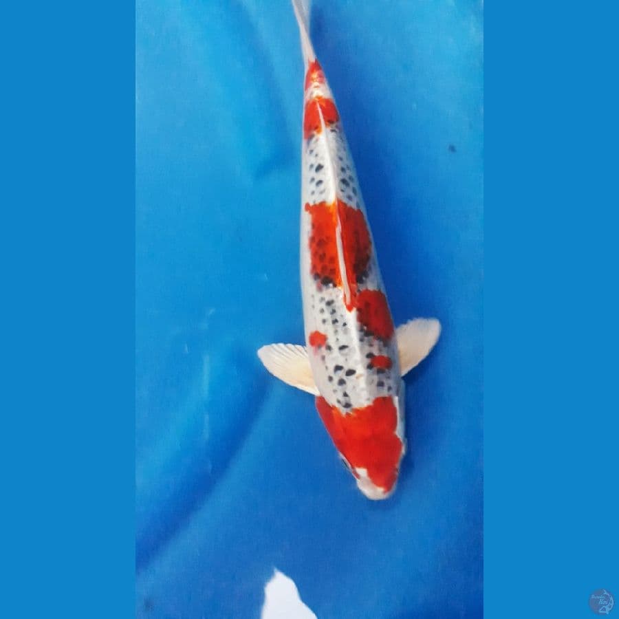 kujaku red strong 32cm 
