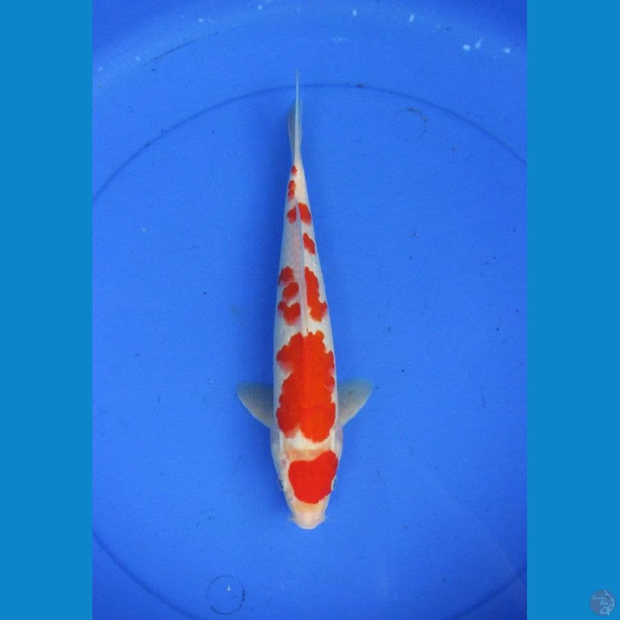KOHAKU MARUTEN