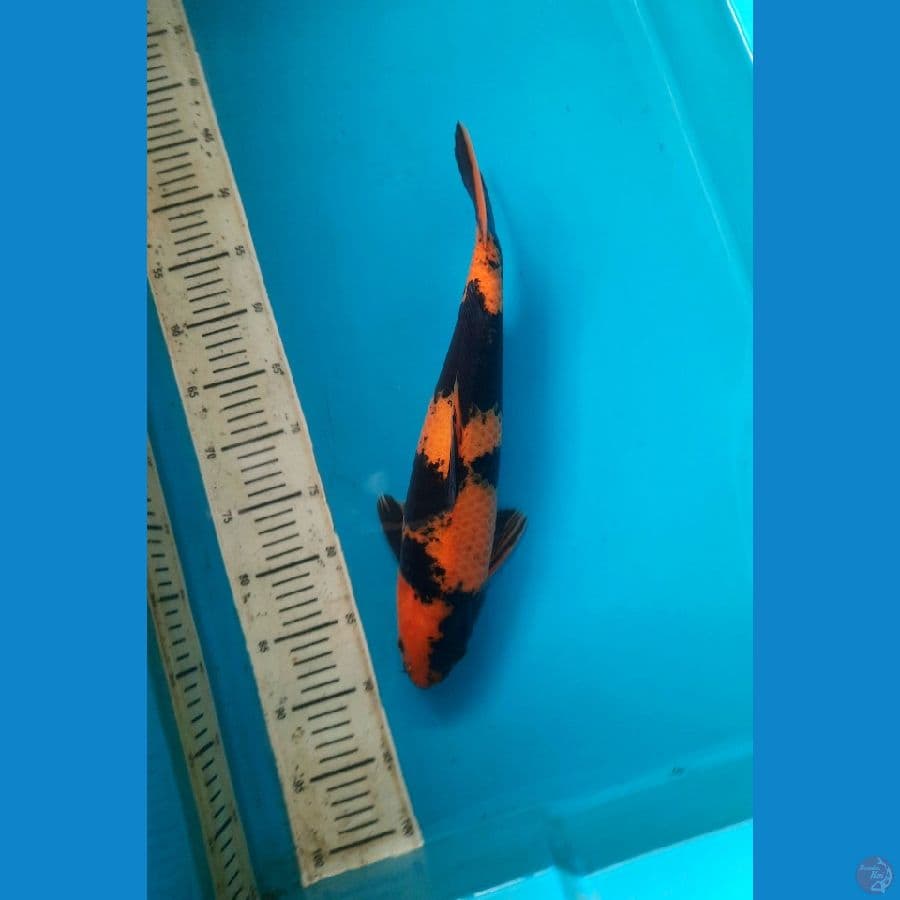 Hiu quality 40cm Male