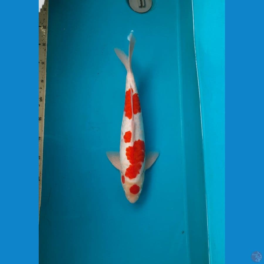 Aragoke Kohaku 42cm Male