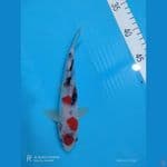 shanke 21 cm
