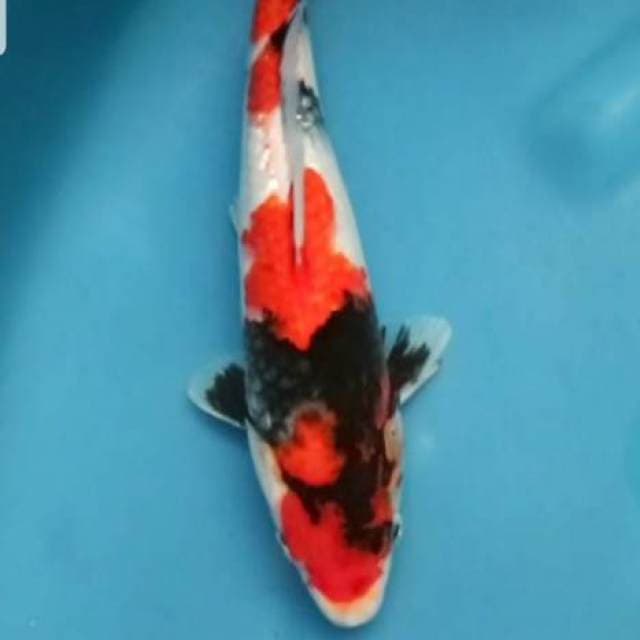 Showa Super Red 