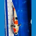 showa 35cm