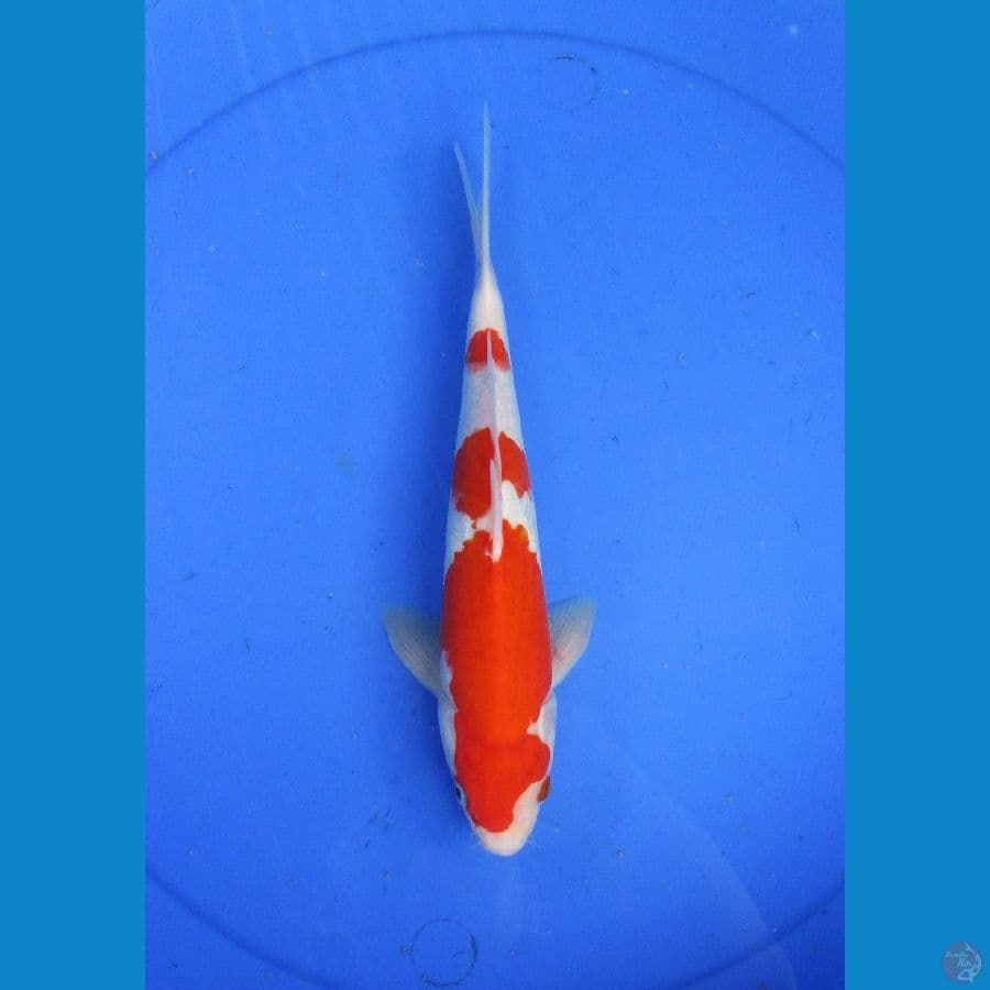 KOHAKU