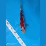 kohaku 25 cm