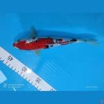 shanke ginrin 21 cm
