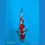 ginri 23 cm