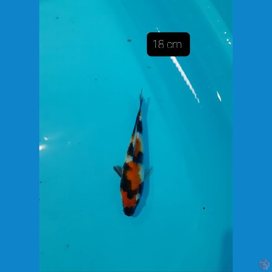 Showa 18 cm