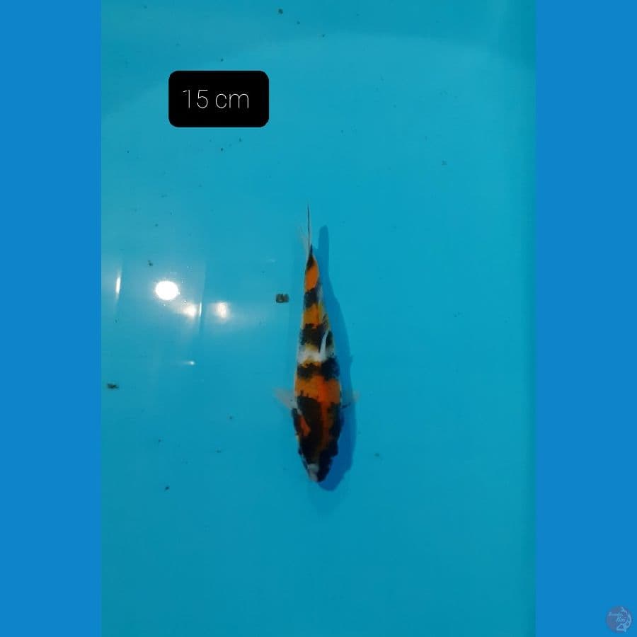 showa 15 cm