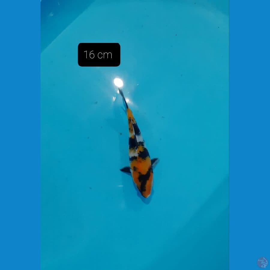 showa 16 cm 