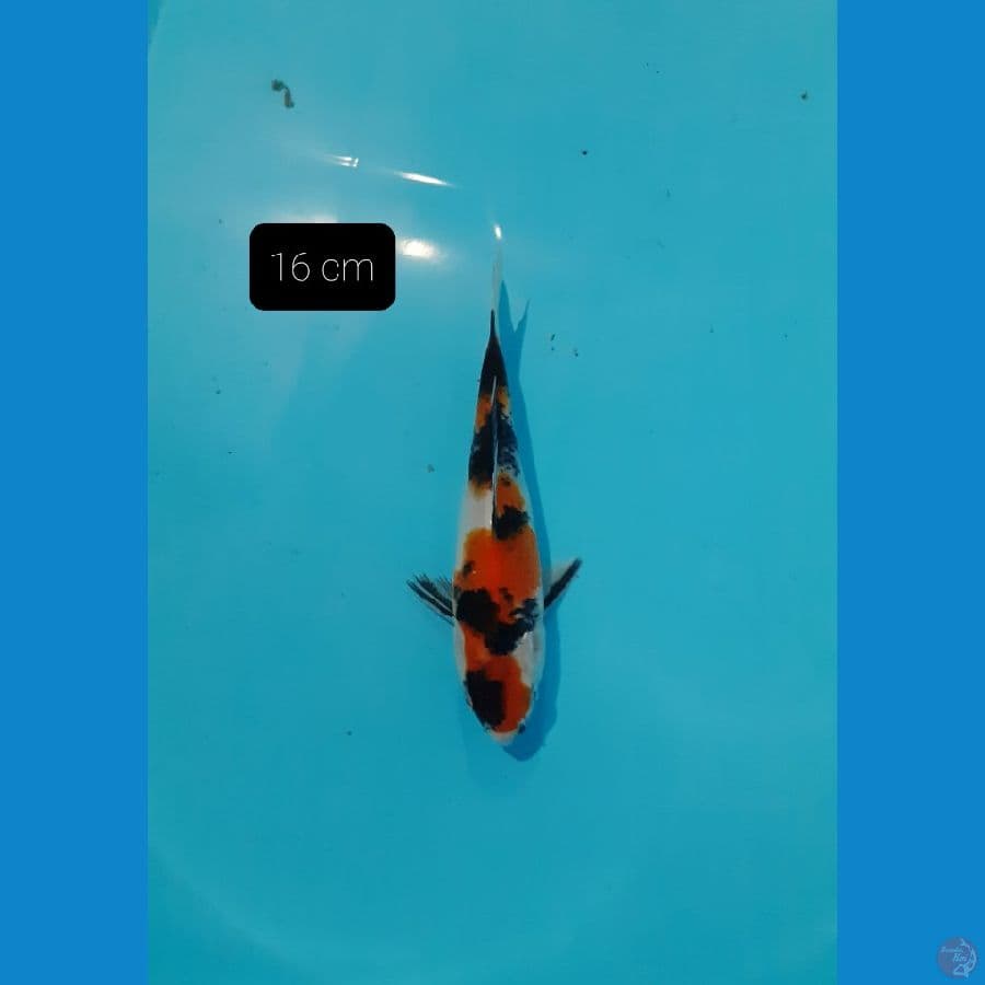 Showa 16 cm