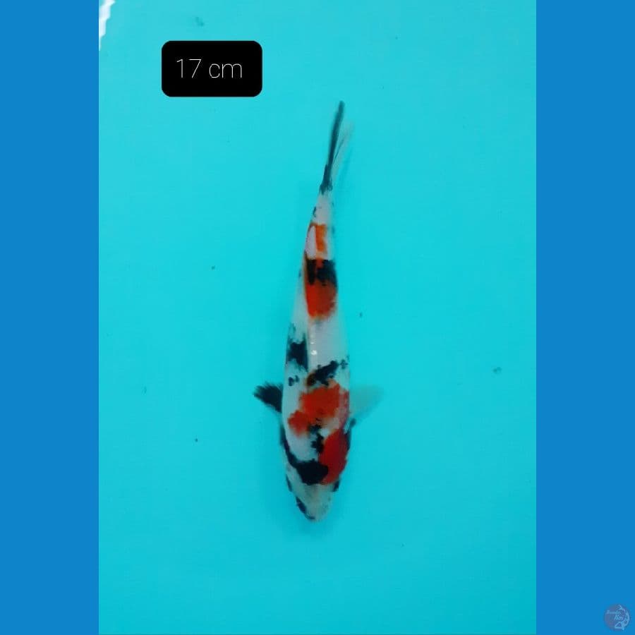 Kindai showa 17 cm