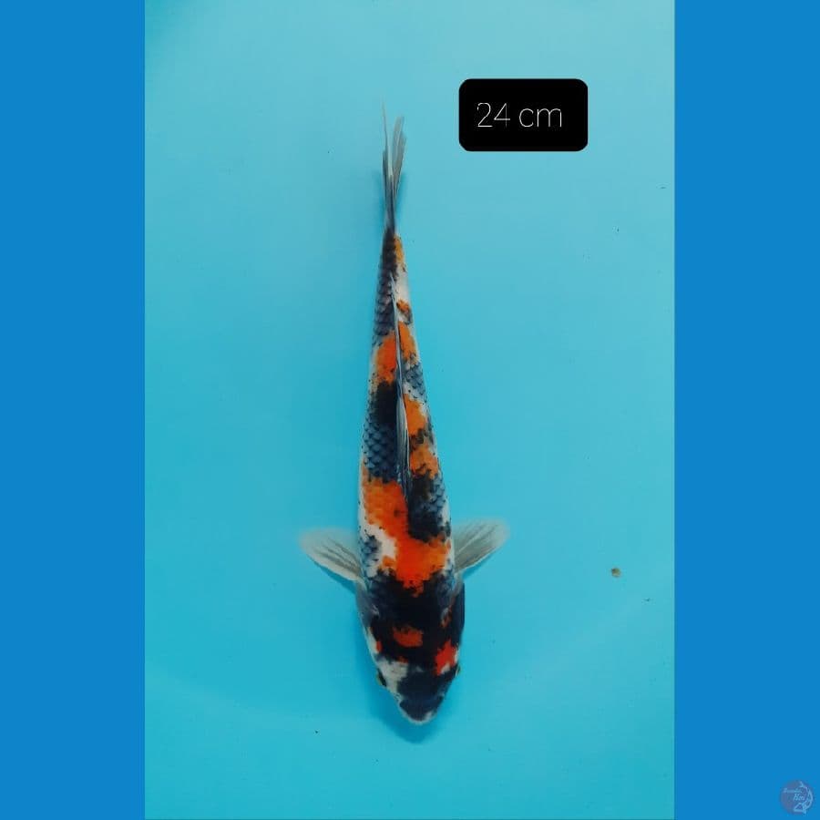 Maruten Showa 24 cm