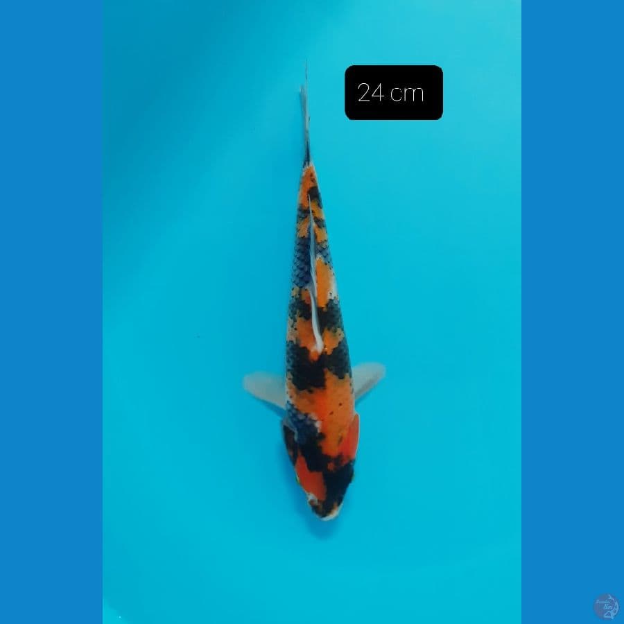 Showa 24 cm