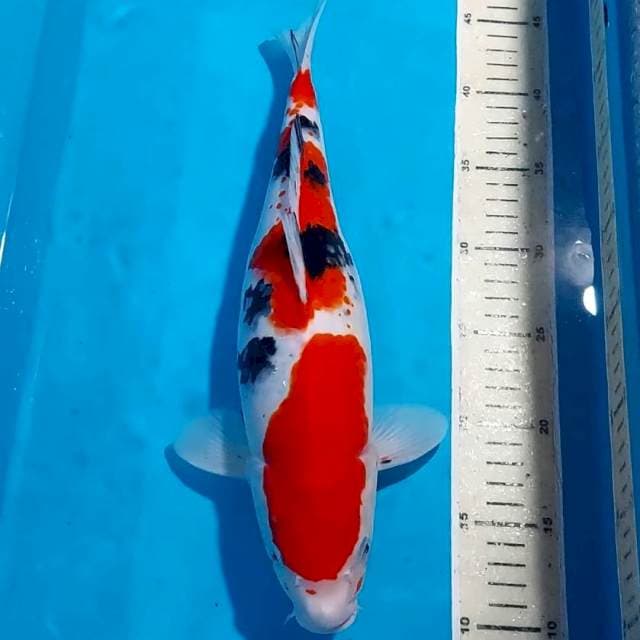 SANKE 35 CM