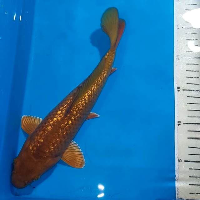 CHAGOI GINDRN SUPER GOLD BUKY 29 CM