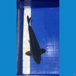 Chagoi Hitam 40cm