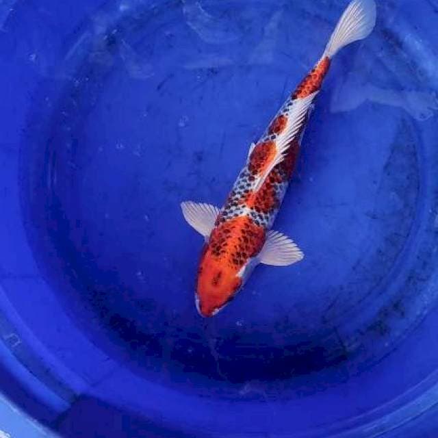 Kujaku red
