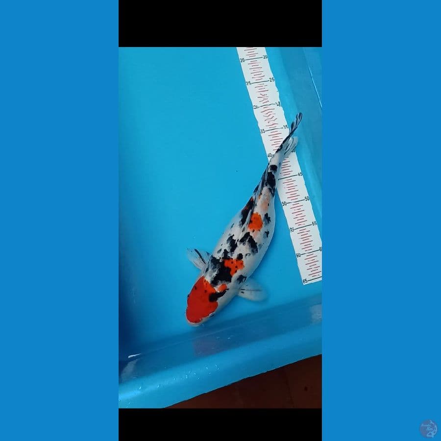 Sanke 42 cm gendong telor
