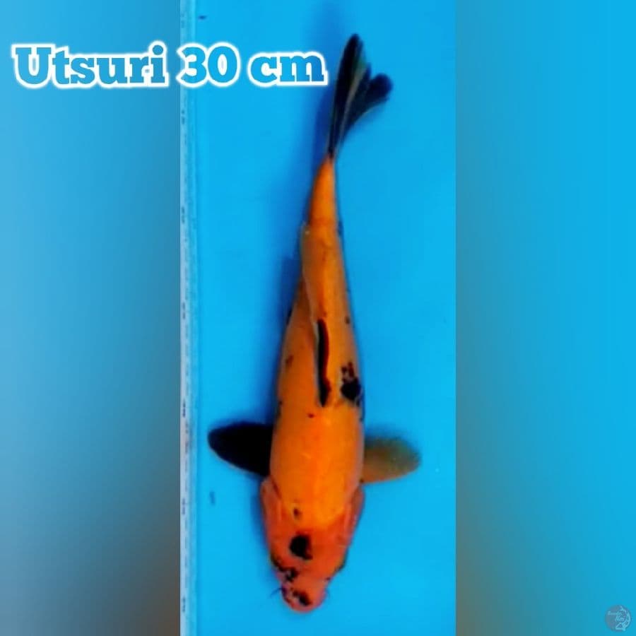 Utsuri 30 cm