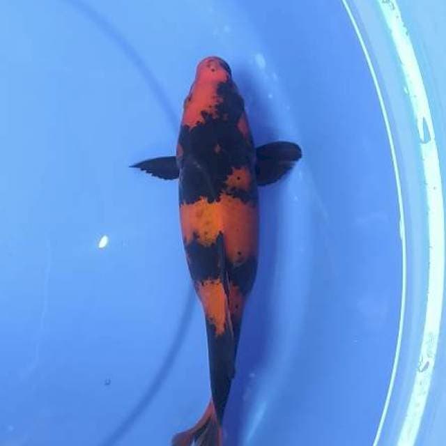 Hi utsuri short body