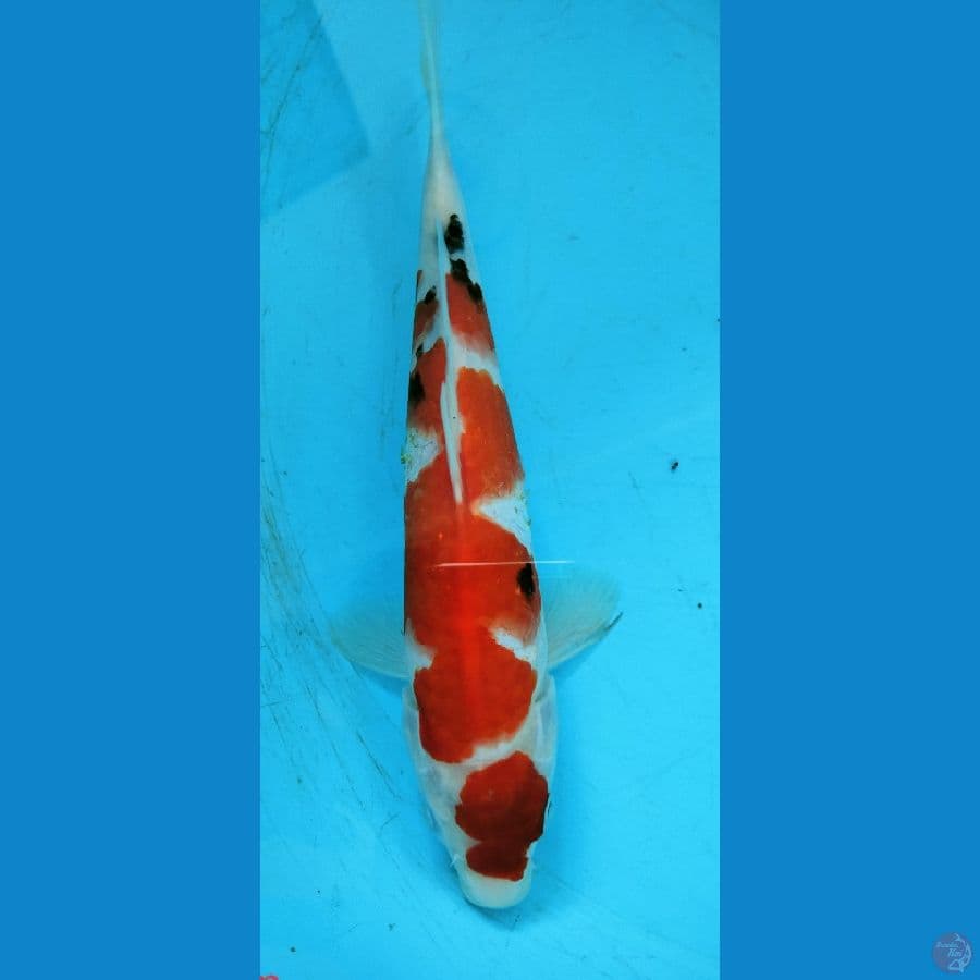 SU ~ 4 ~ Kohaku Sanke 24cm